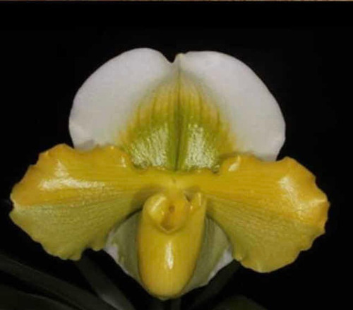 Imagen 4 de 10 de Orquídeas Paphiopedilums O Zapatitos