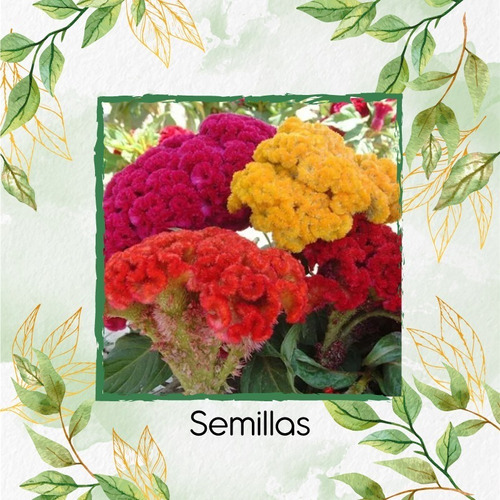 30 Semillas De Flor Celosia