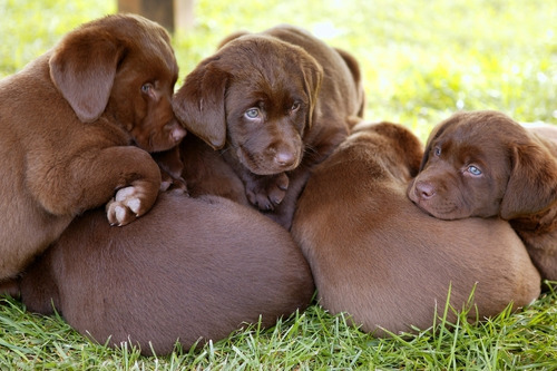 Labrador Cachorros Hermosos Y Robustos En La Plata