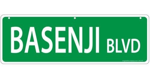 Imagínese Esta Sesión Basenji Calle.