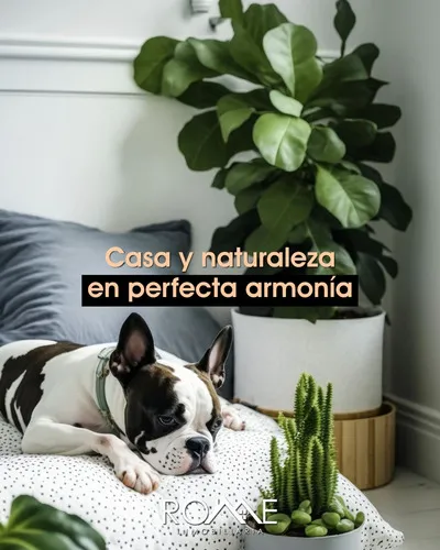 Se Vende Casa En Calle Calendula Xotepingo Coyoacan Cdmx Mmdo