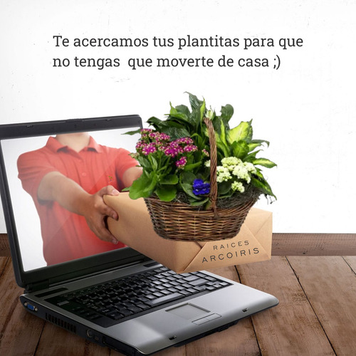 Imagen 4 de 6 de Rosa Roja Rococo Rojo Vivo Planta Con Pimpollo Moron