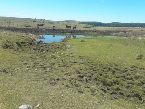 Imagen 4 de 14 de Campo Cerca De La Ruta 12 Y Ruta 60 - Minas