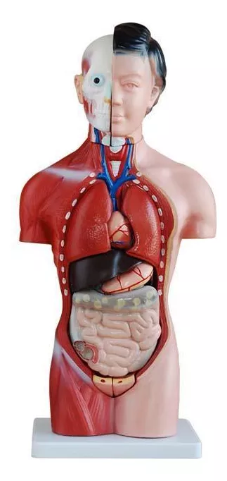 Primeira imagem para pesquisa de torso humano