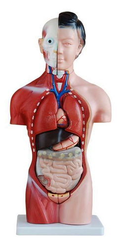 Modelo Torso Para Treino Feminino 42cm 15 Peças - Anatomia