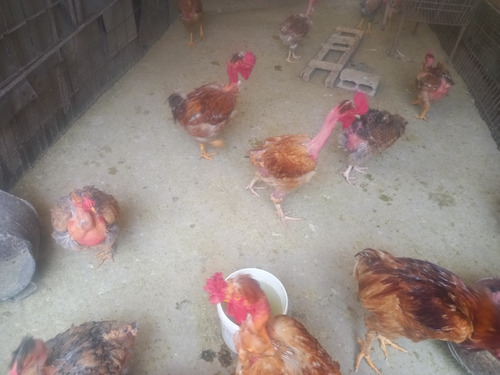 Imagen 9 de 10 de Gallos, Gallinas Criollas Guaricas, Culinas Y Pavos