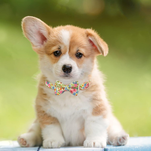 Juego De Collar Y Correa Para Perro Con Pajarita, Collar De