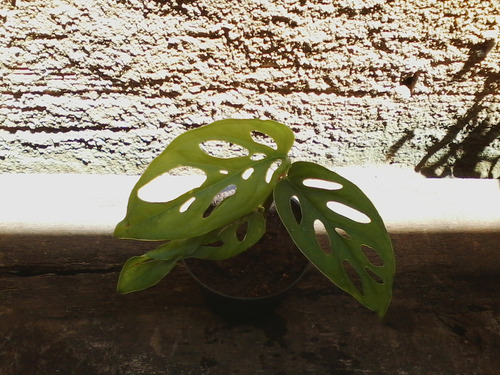 Muda Da Magnífica Costela De Eva - Monstera Adansonii