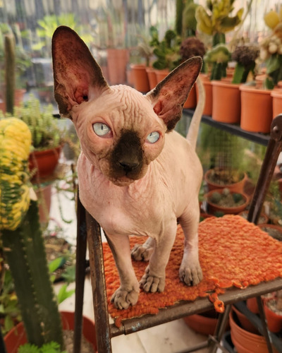 Gatos Sphynx Esfinge Pelados. Reproductores. Divinos!!