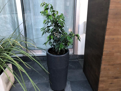 Maceta Grande , Macetón De Plástico 55 Cm Altura