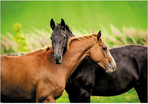 Imagen 3 de 5 de Puzzle 200 Piezas Caballos Unidos Rompecabezas Educa Atrix ®