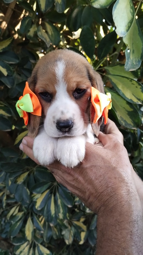 Filhotes De Beagle 