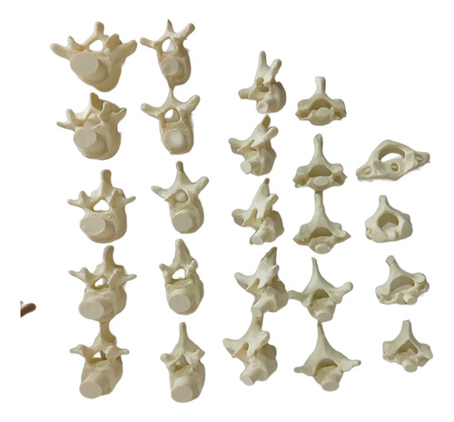 Columna Vertebral Completa - Encastrable Impresion 3d
