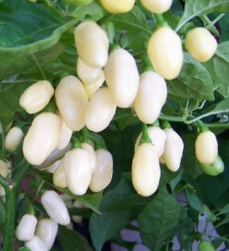 Semillas De Aji Habanero Blanco!!!