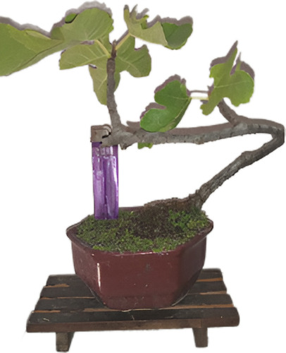 Bonsai De Higuera Da Higos Negros Maceta Hexagonal Chica