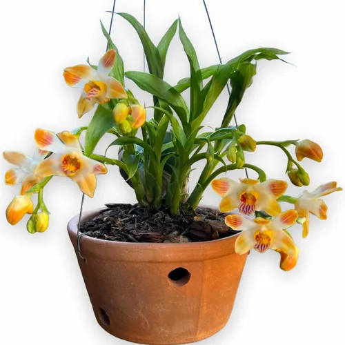 comprar Orquídea Rara Exótica Chysis Liminghei Colecionador Com Vaso