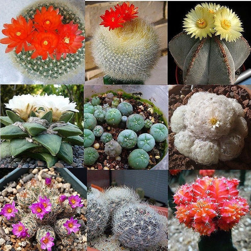 Semillas De Cactus Exóticos Mix