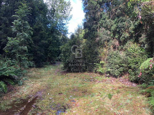 1,6 Hectáreas De Bosque Nativo A 20 Minutos De Puerto Varas