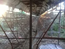 Comprar Jaulas De Gallinas 10mil Ponedoras Envío A Todo El Pais