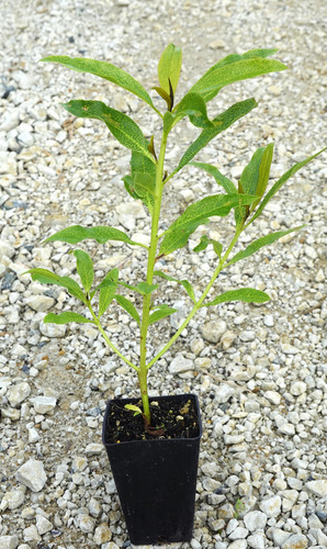 Myoporum Laetum (transparente) (siempreverde) Ideal Cercos !