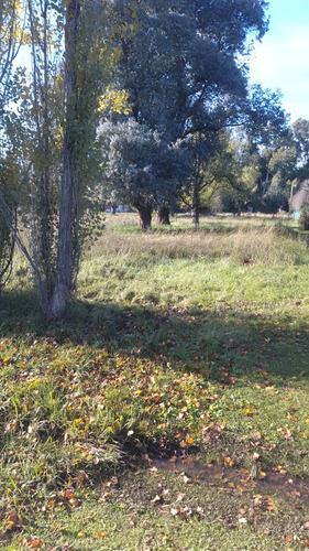 Lote