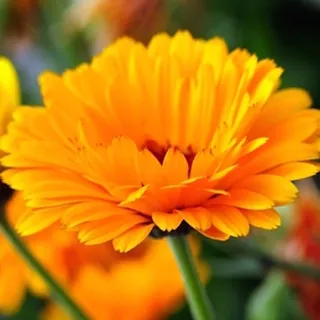 Chá De Calêndula - Calendula Officinalis L. - 50g