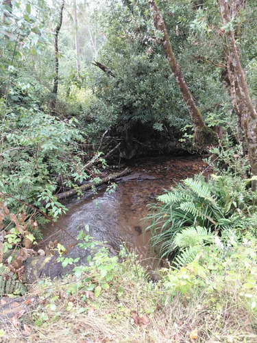 Espectacular Campo De 200 Hectareas En Loncoche