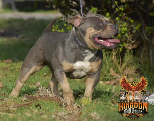 American Bully Cachorros Registro Abkc Al Día