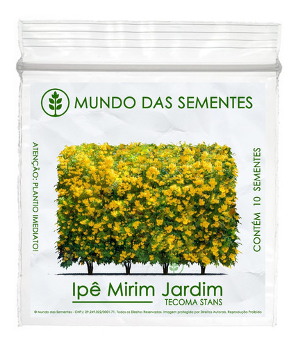 10 Sementes De Ipê Mirim De Jardim Cerca Viva - Tecoma Stans