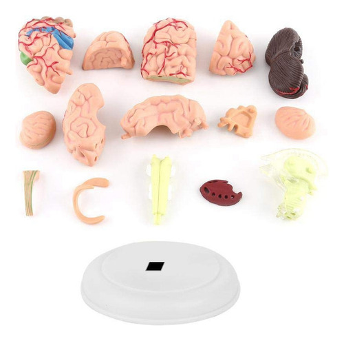 A A Enseñanza De Anatomía Estructural Del Modelo De Cerebro