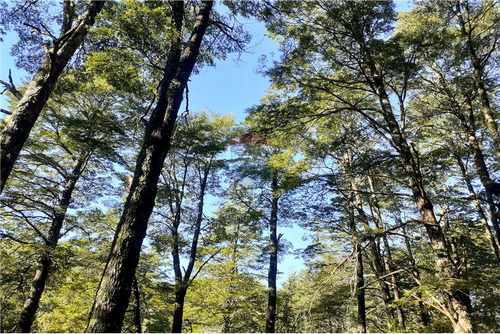 Terrenos De 1 Hectárea A 45 Minutos De Pucón