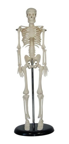 Esqueleto Humano 45cm De Altura Medicina Estudio