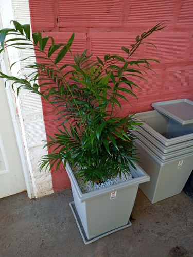 Imagen 2 de 9 de Palmera Chamaedorea C/maceta - Hermosa-e Gratis Caba Y Gba
