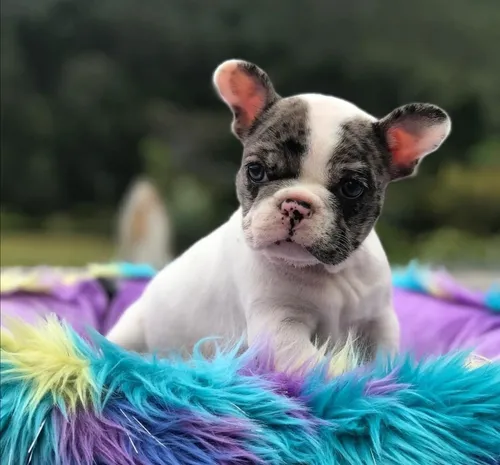 Bulldog Francés Pied Blue Merle Unico (Usado)