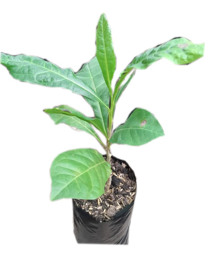 Plantula De Totumo (crescentia Cujete)