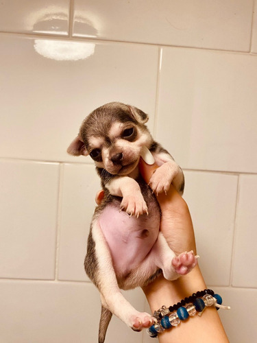 Venta Chihuahuas
