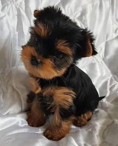 Yorkshire Mini Hermoso De 45 Dias Plata Y Oro