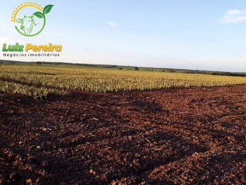 Imagem 5 de 12 de Fazenda A Venda Em Santa Maria - 1.074,48 Hectares (dupla Aptidão) - 2085
