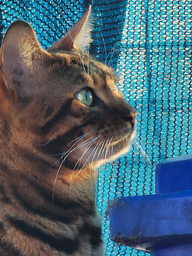 Gato Bengal Sangre Importada