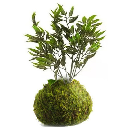 Kokedama Planta 50cm Buxus Ligustro Exterior Artificial 