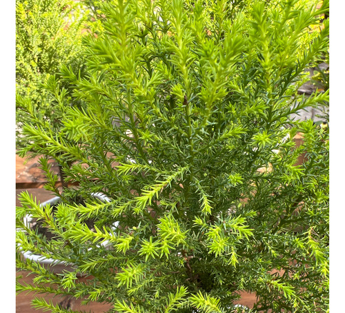 Bonsai Planta Cupresus Lemon Suerte 8 Años Maceta Esmaltada