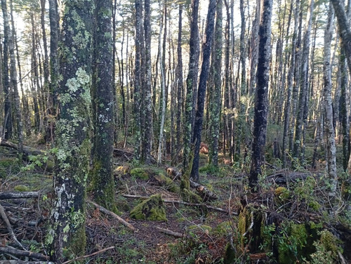 Venta Parcela Bosque Pucón Los Nevados