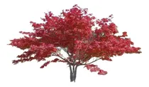 Comprar Acer Palmatum Atropurpureum, Acer Rojo, Acer Japones  20lts