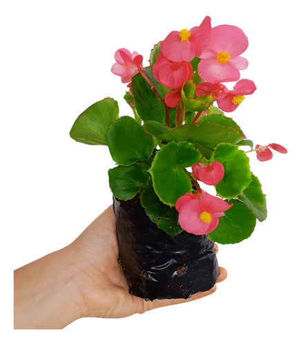 Kit 15 Mudas Begonia Cerosa - Folha Verde - Cores Sortidas