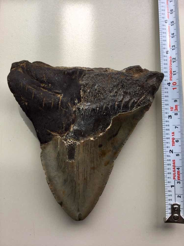 Enorme Diente De Megalodón (tiburón Pregistórico) Item2 Real (Usado)