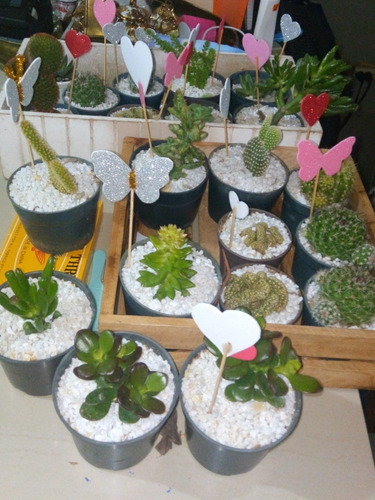 Venta De Plantas Suculentas Jardín Y De Siembra Cultivo
