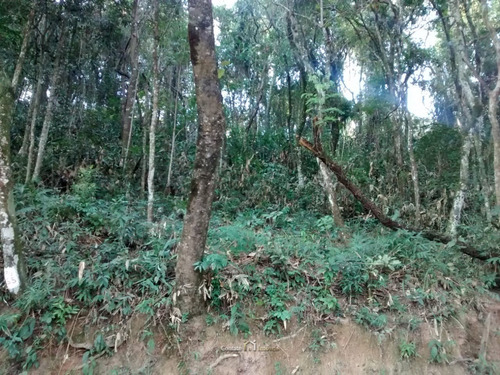 Imagem 4 de 5 de Terreno Jardim Paulista Em Atibaia - 650m² - Te0104-1