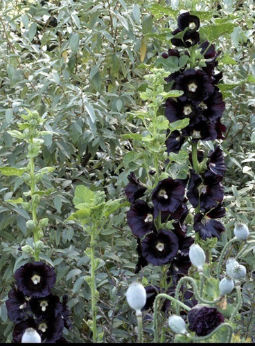 15 Sementes Malva Negra Alcea Rosea Nigra Preta Flor P Mudas