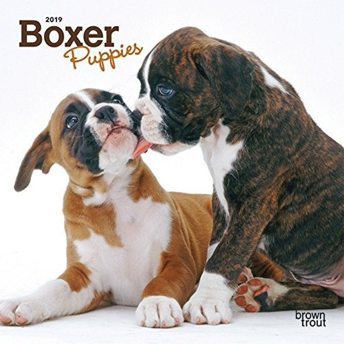 Boxer Cachorros 2019 7 X 7 Pulgadas Mensual Mini Calendario 