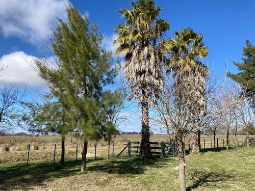 Imagen 4 de 15 de Campo 9ha En Las Flores